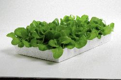Hydroponic Lettuce